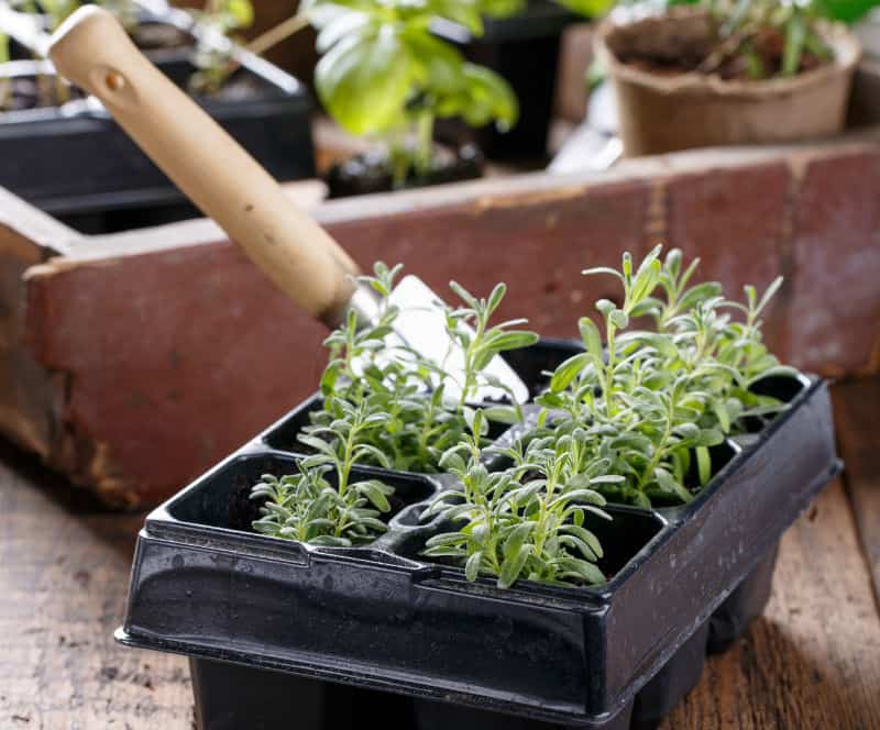 how to grow lavender from cuttings