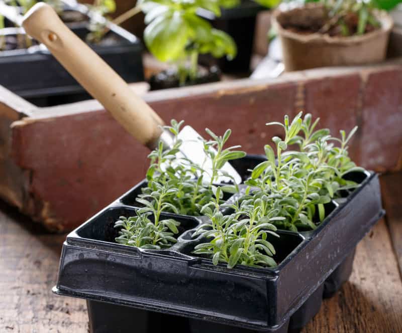 In this post, we look at how to grow lavender from cutting step by step. We look at taking the cutting, using the right compost mix, propagation and planting out.