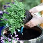 In this post, we discuss how to grow lavender in pots. Growing from seeds, plant cutting or buying plants. choosing the right compost, overwintering and pruning