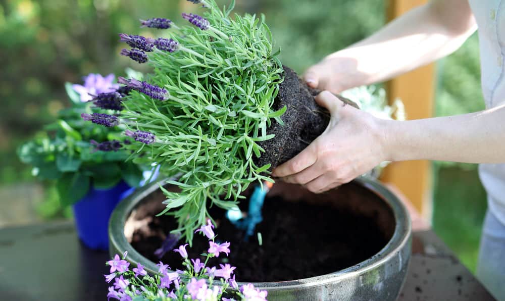 In this post, we discuss how to grow lavender in pots. Growing from seeds, plant cutting or buying plants. choosing the right compost, overwintering and pruning