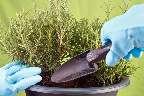 When you plant rosemary you can choose to plant in containers, approximately 30cm across is ideal for single plants or into your garden directly but they don't like having wet roots so well-drained soil is best, even its if a little dry. 