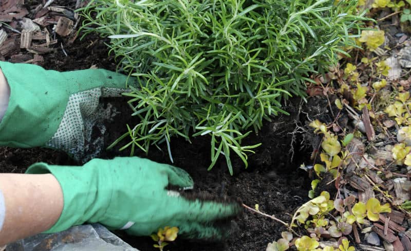 In this guide, we look at how to grow rosemary to get the most out of it. Our beginner's guide covers everything from planting, taking cutting, aftercare and more.