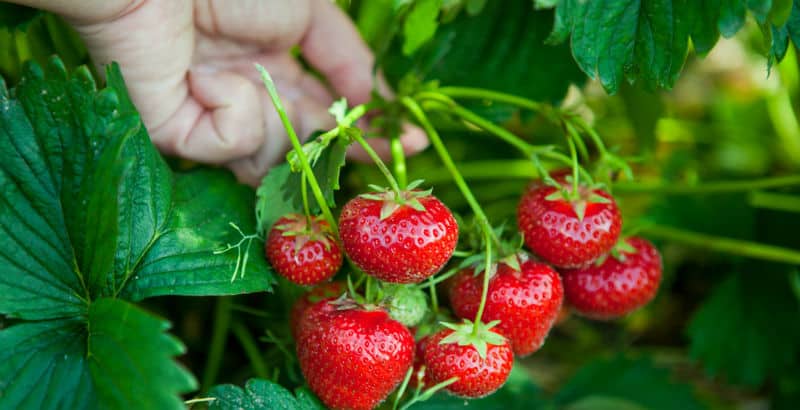 How to grow strawberries in the ground, containers and tubs and in hanging baskets