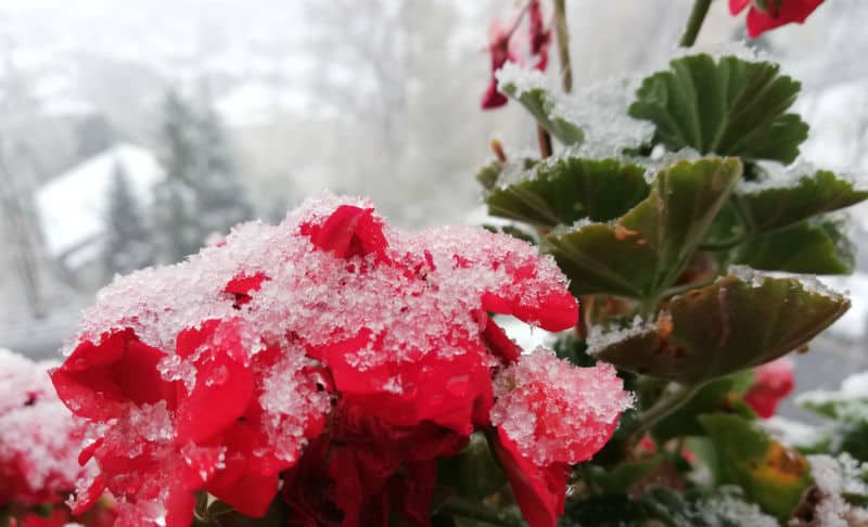 In this post, we look at the 3 ways to consider when choosing how to overwinter geraniums. You can either send them dormant and store, move indoors or take cutting.