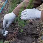 In this article, we look at how to plant a conifer hedge and we discuss how far apart to space conifers, how to plant them, feeding, watering and more. Read guide