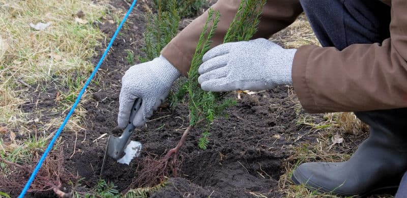 In this article, we look at how to plant a conifer hedge and we discuss how far apart to space conifers, how to plant them, feeding, watering and more. Read guide