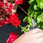 How to prune and deadhead geraniums