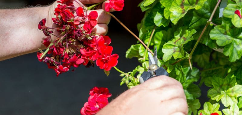 How to prune and deadhead geraniums