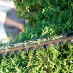 In this article, we look at how to prune conifers correctly. We look at hedging conifers, how and when to prune and large specimen conifers. When and how discussed.