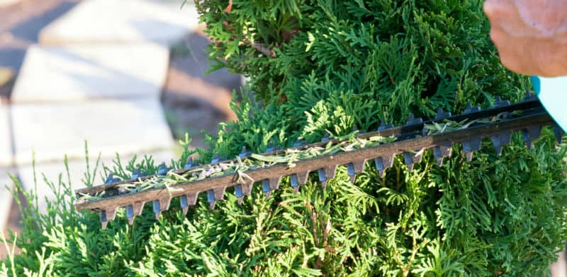 In this article, we look at how to prune conifers correctly. We look at hedging conifers, how and when to prune and large specimen conifers. When and how discussed.