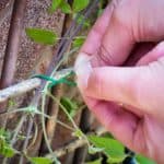 In this article, we go over how to support and train climbing plants when growing them on a fence, up and arbour, along wires on a brick wall. Learn more now