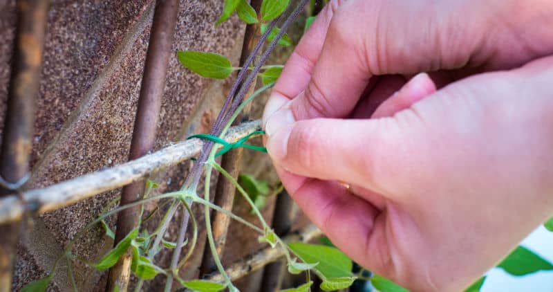 In this article, we go over how to support and train climbing plants when growing them on a fence, up and arbour, along wires on a brick wall. Learn more now