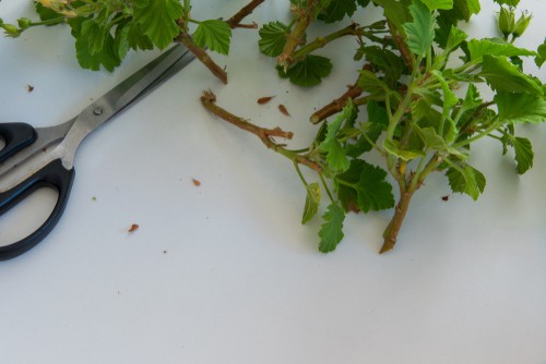 Once you have the cutting you want to trim it just below that first joint and strip off most of the leaves. When it comes to geraniums longer is not better. The healthiest part of your geranium is located at the tip so short stumpy cuttings are going to have a higher success rate and once they get rooted properly they will quickly grow.