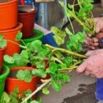 Taking cutting is an excellent way to get new plants or grow them over winter for summer. We look to take you through step by step how to take a Geranium cutting.