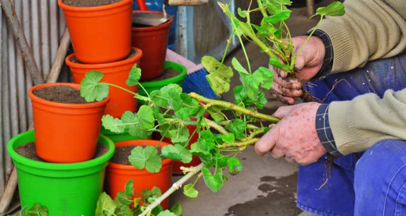 Taking cutting is an excellent way to get new plants or grow them over winter for summer. We look to take you through step by step how to take a Geranium cutting.