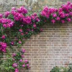 How to train a climbing rose