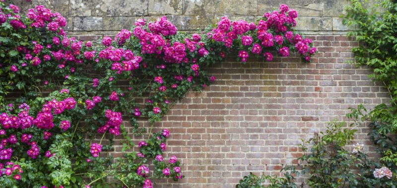 How to train a climbing rose
