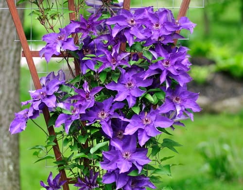 Clematis 'The President' growing up trellis