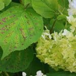 Hydrangea pests and diseases