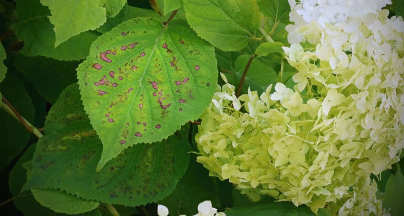 Hydrangea pests and diseases