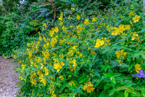St John's Wort is an evergreen that you can prune regularly in order to maintain the size and shape that you prefer. It is a smaller, low-growing plant that will reach about 1.5 m in both heights and spread but as mentioned this can be contained if you so choose.