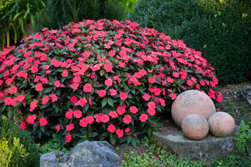 It requires low maintenance and is very tolerant of shade. When grown in a container make sure that you provide it with good quality compost designed for baskets and tubs and pinchback the stems of the younger plants in order to help it properly branch upward and outward. 