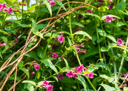 Jasminum beesianum (Red Jasmine), evergreen but can be deciduous in very cold parts of the UK