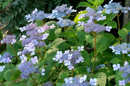 Similar to the mop head, lacecap varieties are still part of the macrophylla family and can be altered but rather than having the large puffy balls of flowers they have larger blooms with smaller blooms in the centre. There are plenty of shade-loving varieties here whose colour can be altered based on the pH level of your soil.