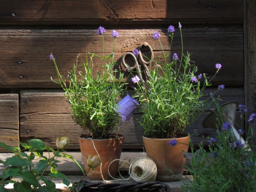 you can simply purchase pre-started plants from a nursery or garden centre and transplant them into a container of your choosing. This is by far the easiest way and most popular choice.