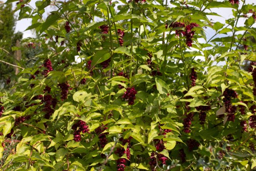 Leycesteria formosa