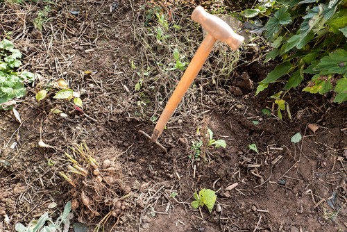 During this time you need to be cognizant of the tuber and avoid damaging the outer skin. If you do that it leaves the two more susceptible to diseases and starting to rot when being stored.