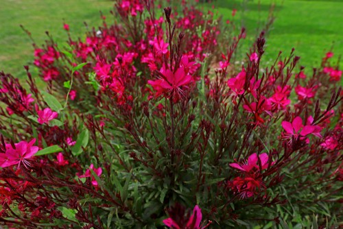 Lobelia cardinalis - perfect for water logged soils