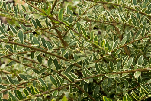 A rather versatile shrub, also known as the boxleaf honeysuckle, it is a very adaptable shrub for shaded areas in your garden because it will offer a bit of yellow sunshine turn otherwise dark area. Once established it will develop in the form of a mound with arching branches that shoot off of the mound each of which are covered by tiny, variegated leaves. In shade, the leaves will take on a chartreuse shade.