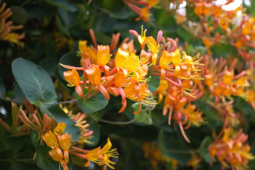 This variety is a type of honeysuckle with a very long bloom time which allows you to enjoy flowers for a longer length of the growing season. What's more, the flowers themselves not only add a delicious perfume to your garden but take on a uniquely shaped blossom that can vine around any structure you have, scale a fence or building up to 5m in a single season, and does well to attract bees and butterflies to the area.