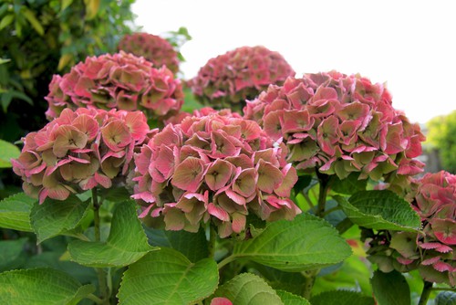 The classic mophead hydrangeas are of course the quintessence of the hydrangea family and if you have a shaded area in your garden rest assured there are mophead hydrangea varieties that will thrive in the shade. 