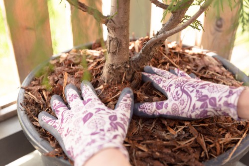 When you first plant your conifer you want to mulch around the root ball. Mulching away from the trunk and around the root ball will help to keep the roots cool especially during the summer and can currently help keep them warm in the winter. Mulch also helps to improve moisture retention and prevent weed growth.