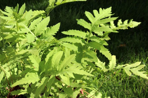 Onoclea sensibilis - the ideal fern for a shady area of the garden