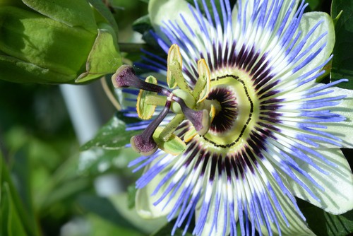 Passion flowers are breathtaking blossom that offers a sweet smell as a wonderful bonus. The quintessential passion flowers the blue crown which will grow quite effectively up a trellis or over a wall and can reach up to 7 m tall.
