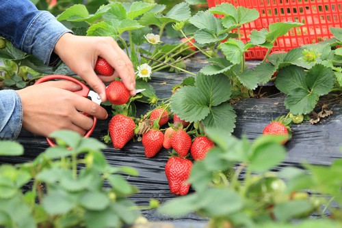 When your strawberries are fully red in their appearance you can cut them off at the stem. It is better to cut them off rather than try to pull the fruit because pulling it to not only bruised the fruit but bruised the rest of the strawberry plant.