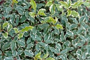 Silver Queen is a special, variegated evergreen that can be found in many forms the smaller of which are perfect for containers. You can actually grow it in a container in the shade and cut it such that it serves as a topiary. With limited sunlight, it will actually slow down its growth rate which allows it to fit more effectively in a smaller container long-term.