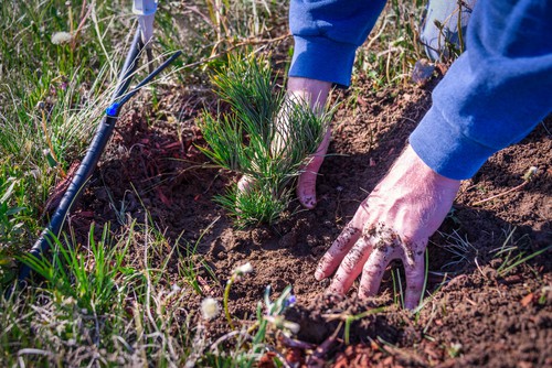 When you are ready to plant your conifer you should dig a hole that is no more than the size of the root ball in depth. The hole should be twice as wide as the root ball. 