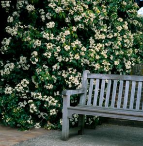 Pruning choisya - do you have to prune