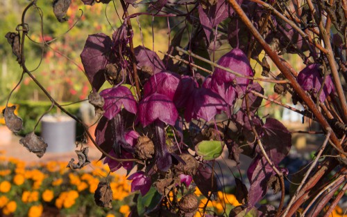This purple bell vine gets its name from the exotic looking heart-shaped leaves and the fuchsia pendant flowers. They hang from tubular red and purple petal tubes which fall away after pollination giving your garden multiple levels of colour and texture. So popular are the combination of flowers and colours that this particular variety has received the award of garden marriage from The Royal Horticultural Society. Be aware of the fact that it will grow very fast and in the span of one season can reach up to 360 cm.