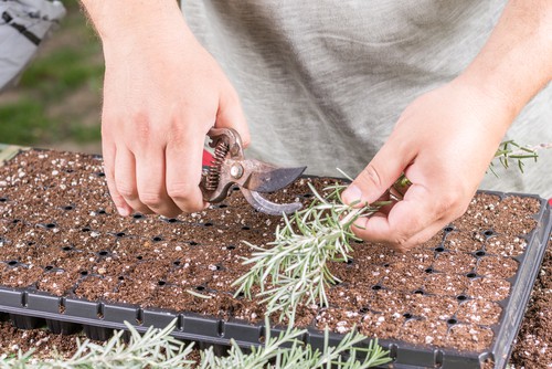 You can take a cutting which is probably the best way to propagate Rosemary and use that to propagate additional plants. This is much faster than growing from seeds as they take a very long to grow from seed. 