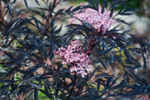 Sambucus nigra will grow in medium to wet soil and is quite tolerant of partial shade or full sun but of course, the flowers will be most prominent if it is allowed full sun. It is very tolerant of a wide range of soils as well which makes it ideal for coastal settings.