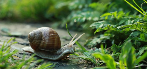 Snails and slugs will eat young plants