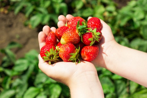 The most popular and probably more traditional type of strawberries are summer-fruiting varieties. They usually produce very heavy crops, often much larger strawberries but only a few weeks. However, you can buy early, mid and later fruiting varieties so it's a good idea to plant a mix to extend how long you can pick strawberries for.