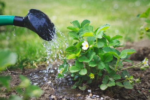 monitor your plants and water them well in the morning and the evening especially if they are in pots or any other type of hanging container. 