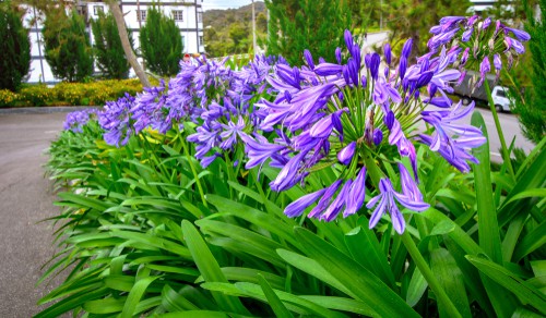 When to divide agapanthus