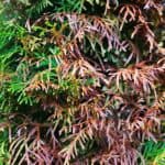 One of the most common questions we get asked about conifers is, why are my conifers turning brown? Pest, diseases and incorrectly pruning can all be a cause. Learn how to to identify the cause and how to precent it.